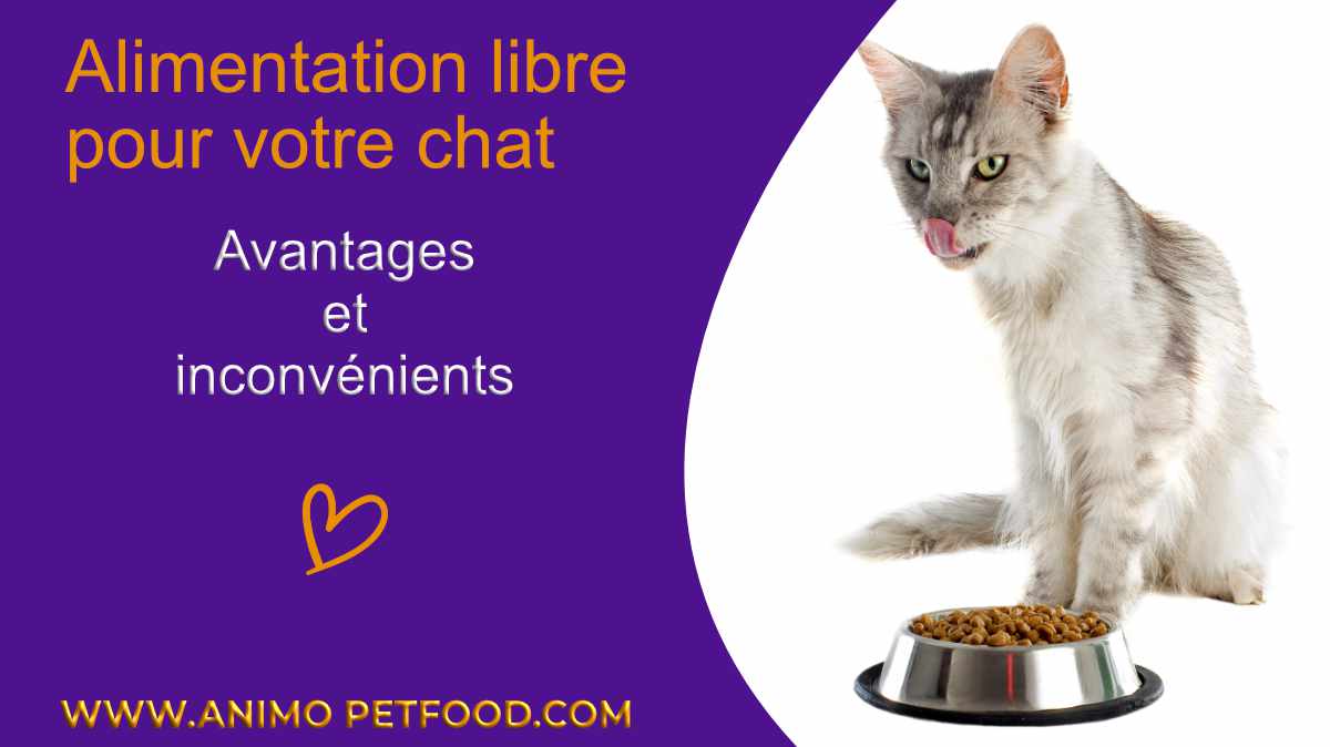 alimentation-libre-pour-votre-chat-avantages-et-inconvenients